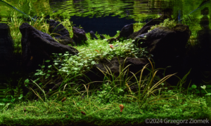 Green flow - Aqua Plants Hub