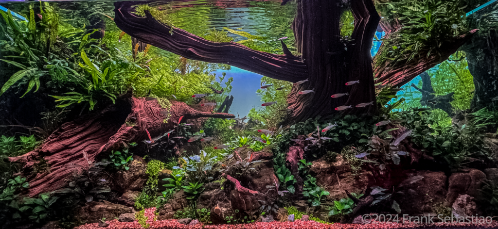 Titan wood - Aqua Plants Hub