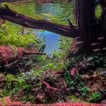 Titan wood - Aqua Plants Hub