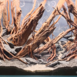 Curse - Aqua Plants Hub