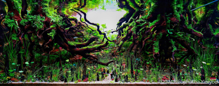 MANGROVE PARADISE