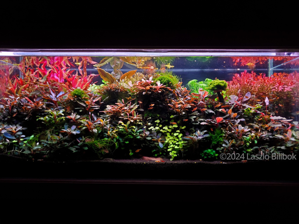 Bucephalandra land - Aqua Plants Hub
