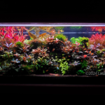 Bucephalandra land - Aqua Plants Hub