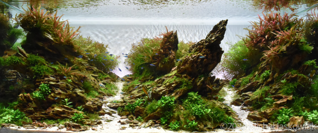 Dragon Hils - Aqua Plants Hub