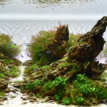 Dragon Hils - Aqua Plants Hub
