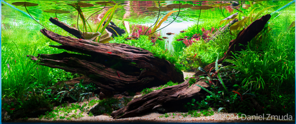 Silent Struggle - Aqua Plants Hub