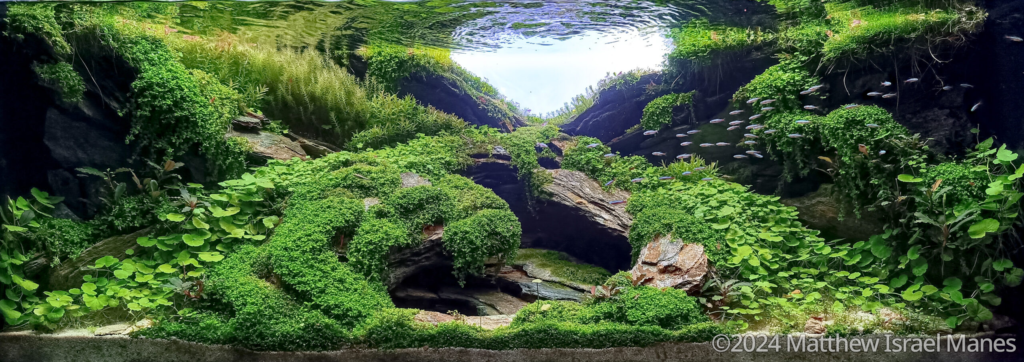 DESCEND - Aqua Plants Hub