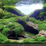 DESCEND - Aqua Plants Hub
