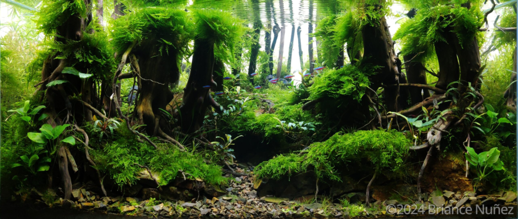 Amazon forest - Aqua Plants Hub