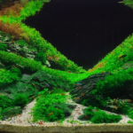 Aurora Borealis - Aqua Plants Hub