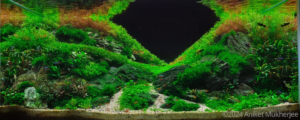 Aurora Borealis - Aqua Plants Hub