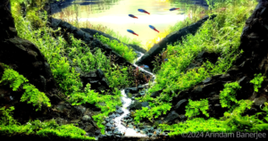 Plasm of Life - Aqua Plants Hub