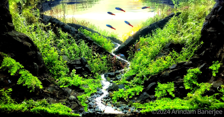 Plasm of Life