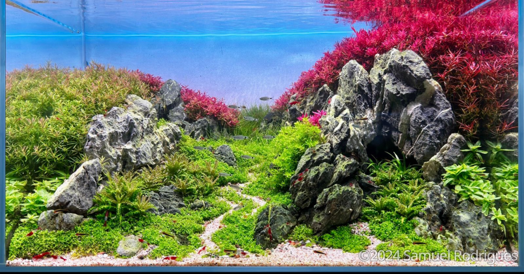 VALFENDA - Aqua Plants Hub