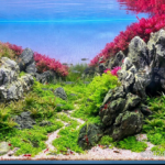 VALFENDA - Aqua Plants Hub