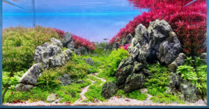 VALFENDA - Aqua Plants Hub