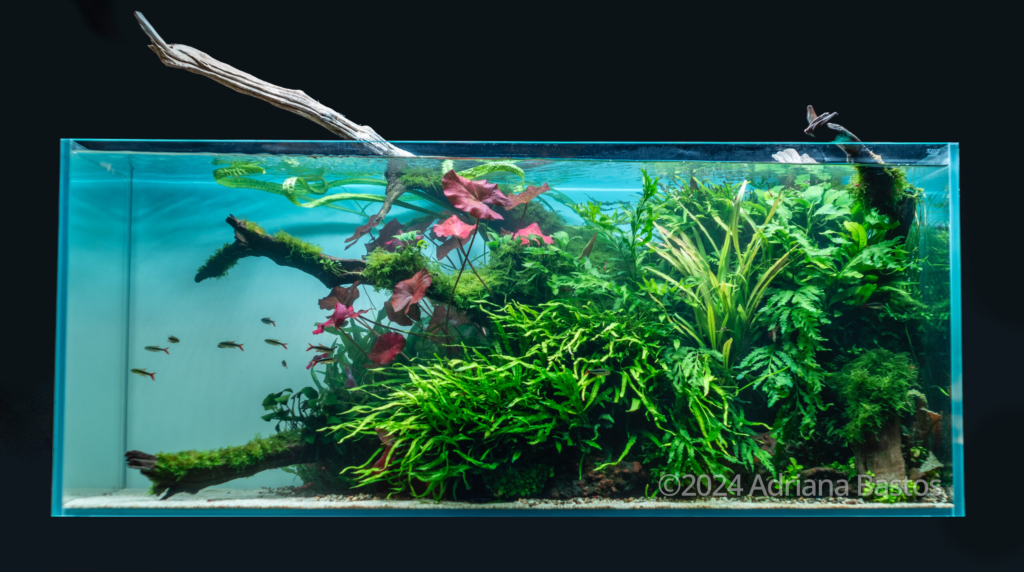 SHANGRI-LÁ - Aqua Plants Hub