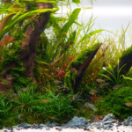 Natural Serenity - Aqua Plants Hub