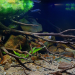 Panama illusion - Aqua Plants Hub