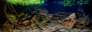 Panama illusion - Aqua Plants Hub