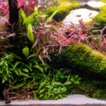 Red Dream - Aqua Plants Hub