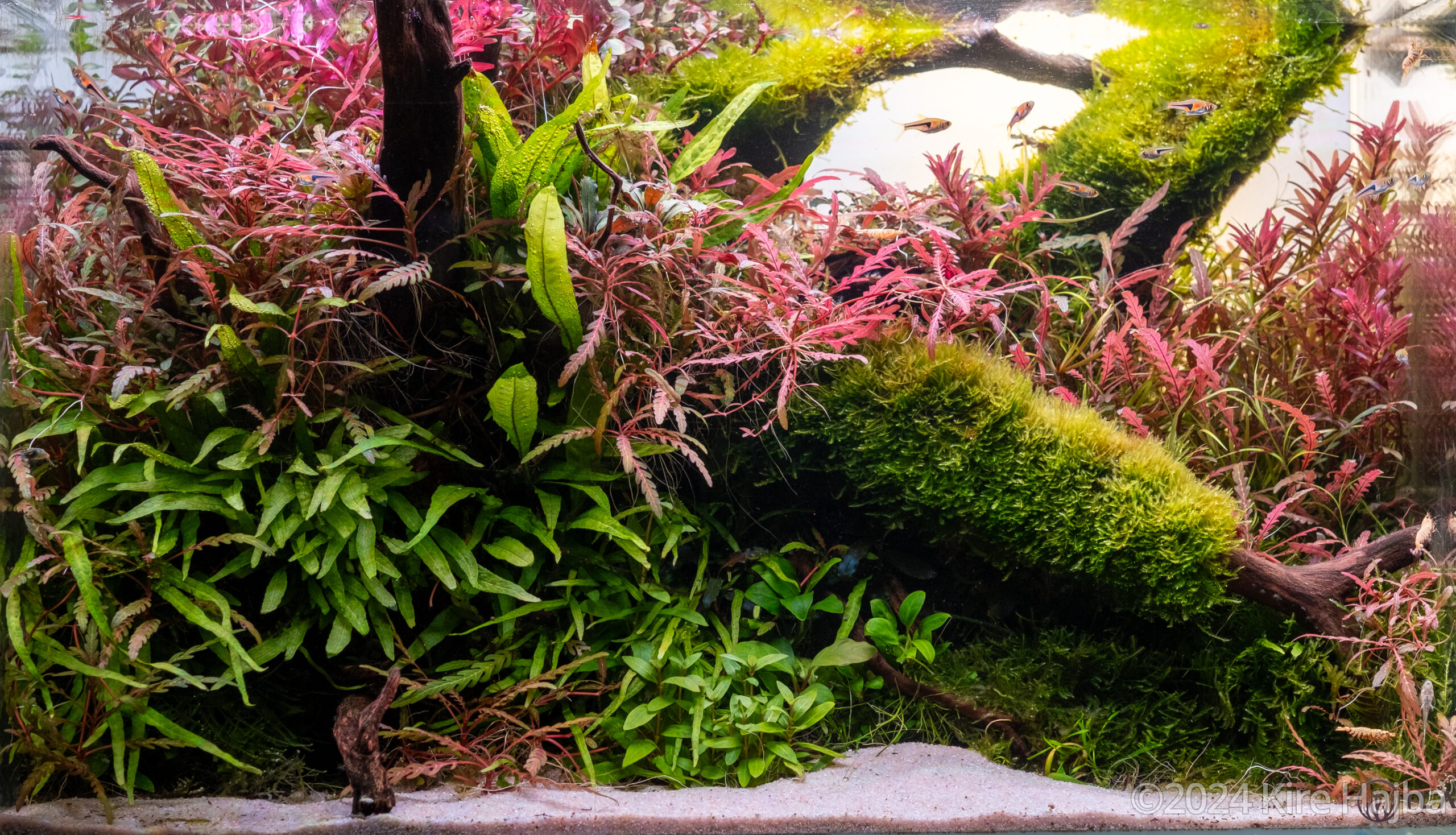 Red Dream - Aqua Plants Hub
