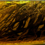Forest Stream, Mato Grosso Do Sul, Coxim, Brasil - Aqua Plants Hub