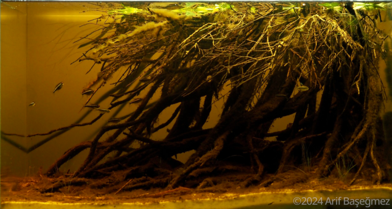 Forest Stream, Mato Grosso Do Sul, Coxim, Brasil