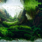 Contrast - Aqua Plants Hub