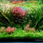 Harmony - Harmony (AGA 2024 #425) - Aqua Plants Hub