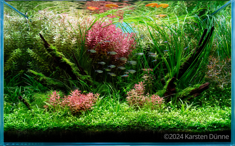 Harmony (AGA 2024 #425)
