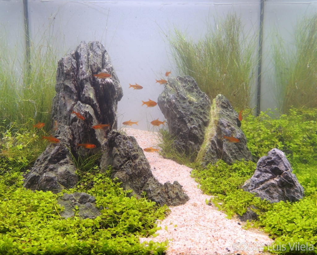 Green Valley - Green Valley (AGA 2024 #427) - Aqua Plants Hub