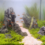 Green Valley - Green Valley (AGA 2024 #427) - Aqua Plants Hub