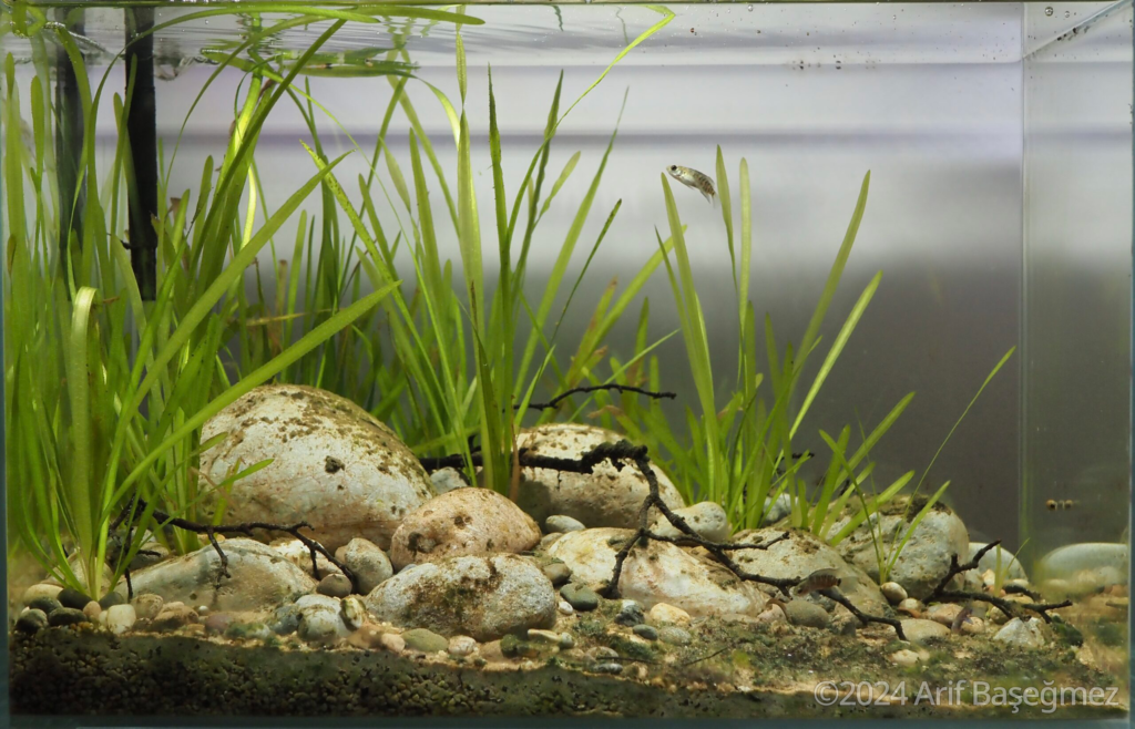 A Small Stream Flowing into the Ganges River, West Bengal, India - Aqua Plants Hub