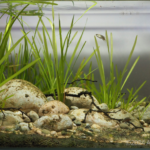 A Small Stream Flowing into the Ganges River, West Bengal, India - Aqua Plants Hub