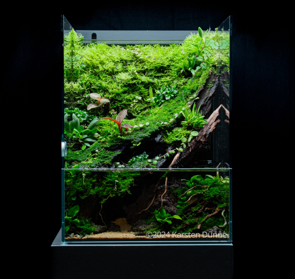 Riccardia Pathway - Aqua Plants Hub