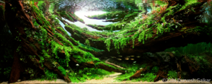 Be The Flow - Aqua Plants Hub