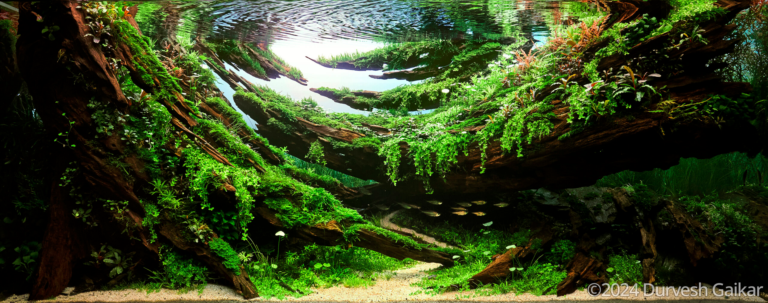 Be The Flow - Aqua Plants Hub