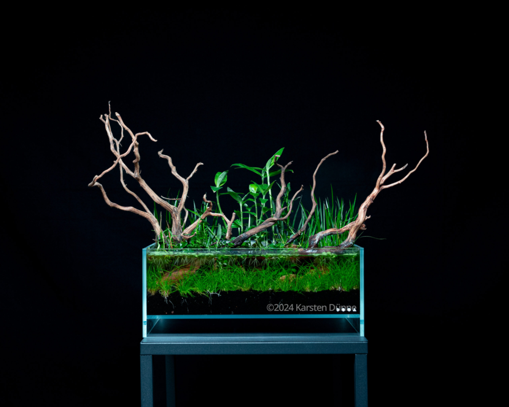 twisted - Aqua Plants Hub