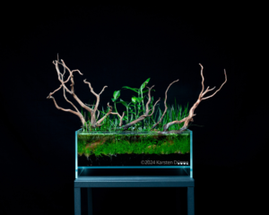 twisted - Aqua Plants Hub