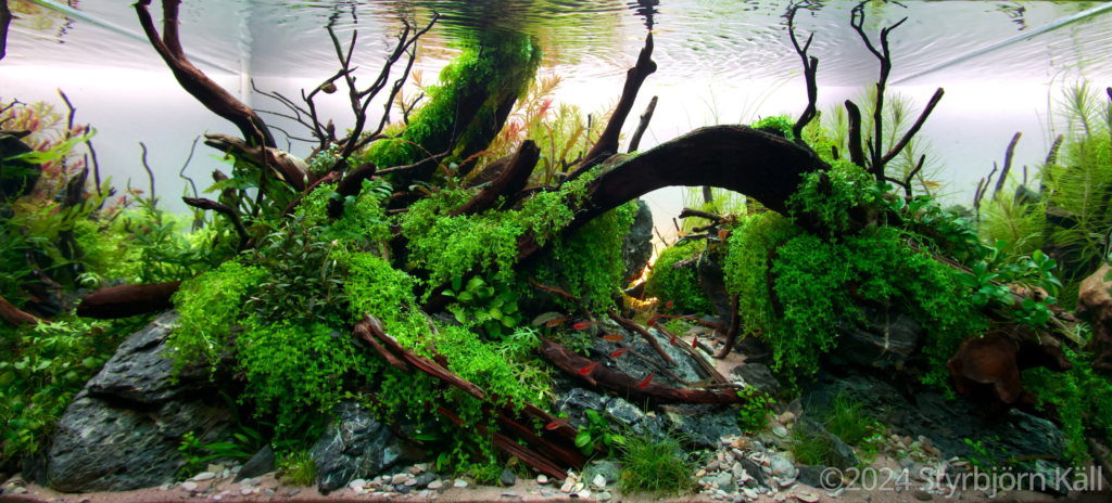 Water Under the Bridge - Aqua Plants Hub