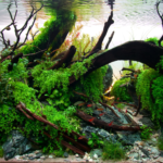 Water Under the Bridge - Aqua Plants Hub