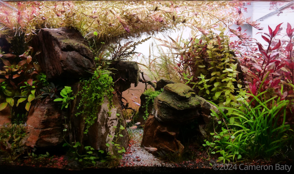 Rising Pangea - Aqua Plants Hub