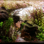 Rising Pangea - Aqua Plants Hub