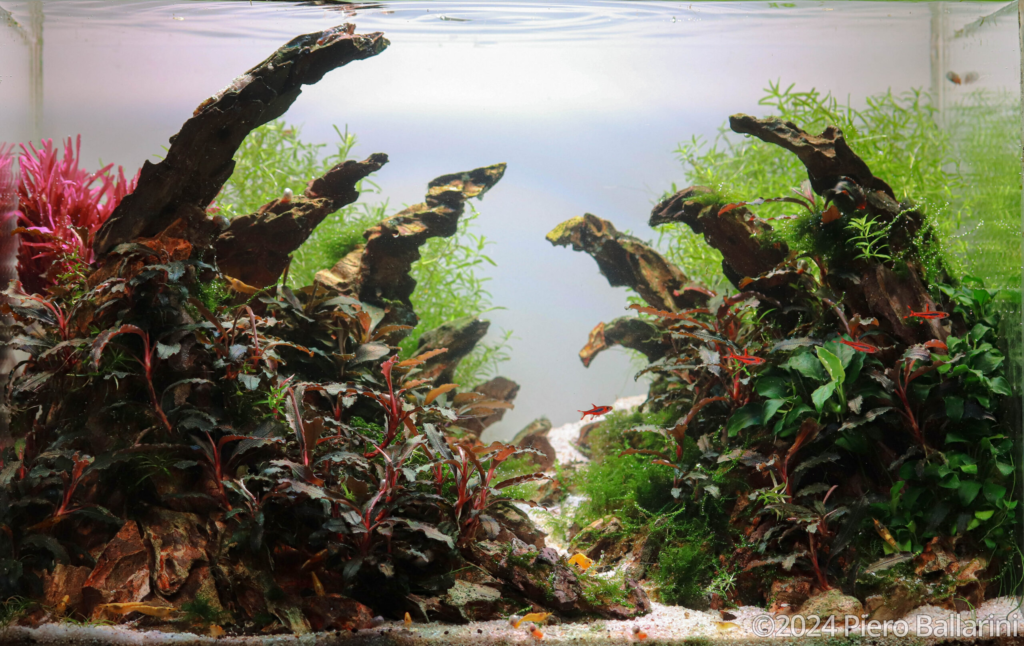 Sandhand - Aqua Plants Hub
