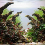 Sandhand - Aqua Plants Hub