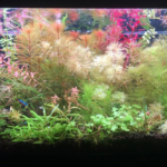 Aquatic garden in the Fall - Aqua Plants Hub