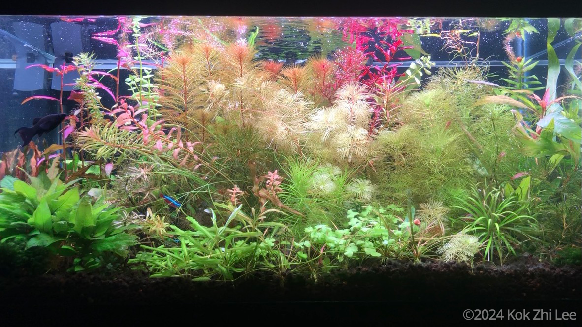 Aquatic garden in the Fall - Aqua Plants Hub
