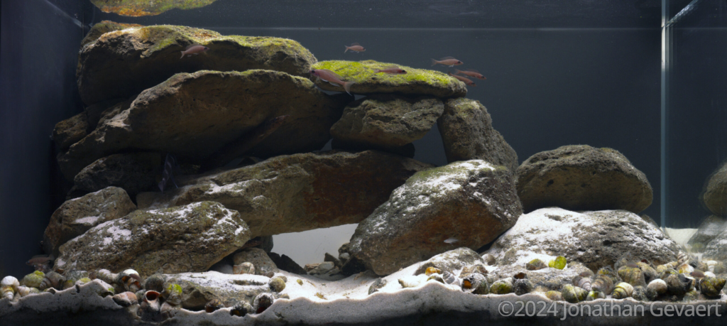 Hide and Seek - Hide and Seek (AGA 2024 #435) - Aqua Plants Hub