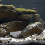 Hide and Seek - Hide and Seek (AGA 2024 #435) - Aqua Plants Hub